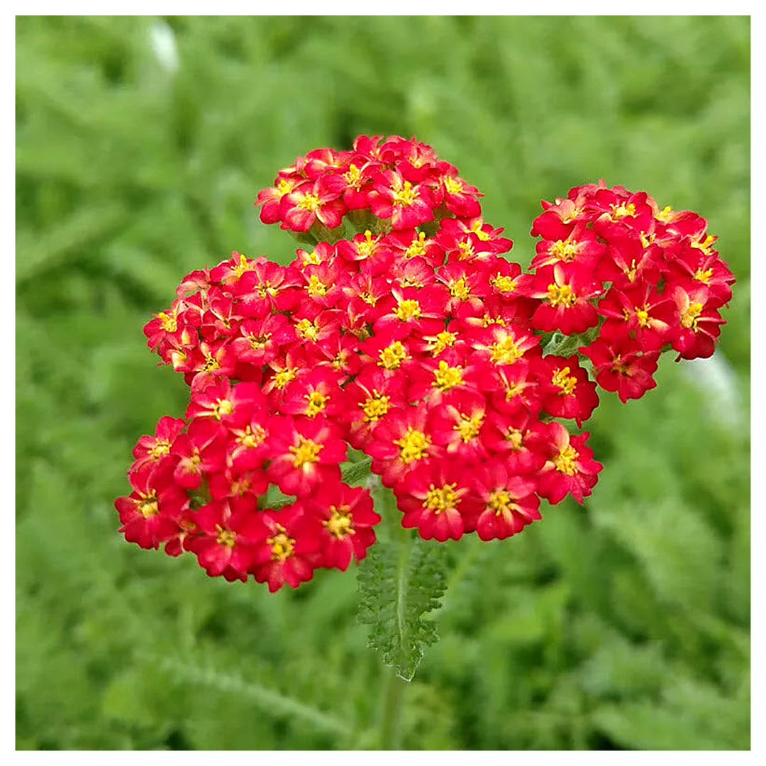 Yarrow Achillea Millefolium Rubra Flower For Planting Drought Tolerant Blooms For Wildflower | Neera Seeds product photo [neera-v4-d80cc8fa91a07e8e009c]