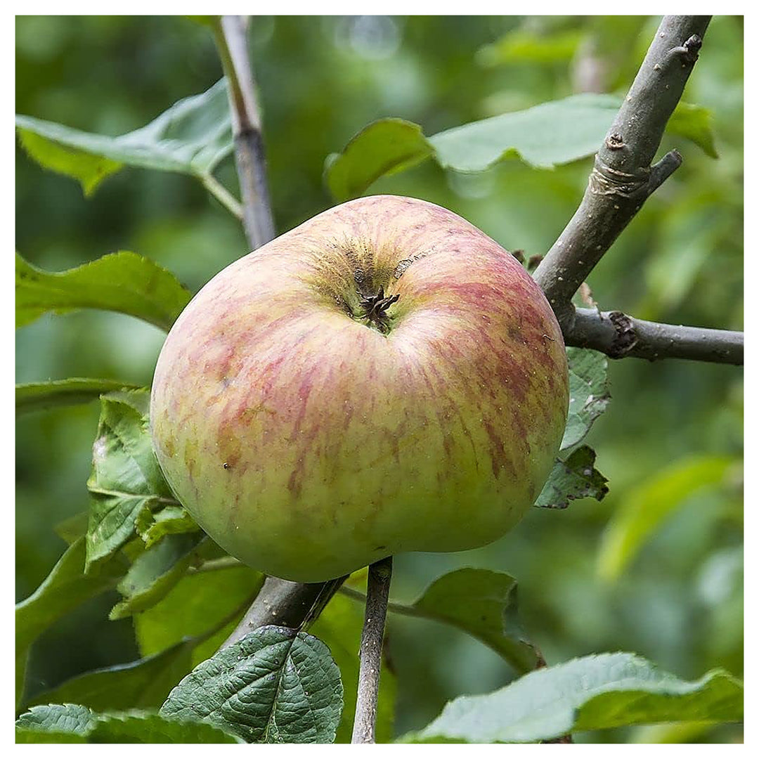 Pink and Green Apple Fruit Seeds for Planting – Diverse Apple Varieties, Heirloom & Non-GMO Seeds for Garden | Neera Seeds product photo [neera-v4-d82f3276726485b3362a]