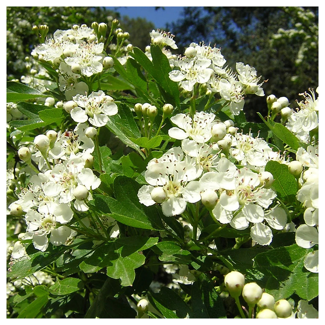 Crataegus Flower Seeds – Heirloom Non-GMO Hawthorn Seeds for Hardy Ornamental Garden Hedges | Neera Seeds product photo [neera-v4-d840e89961144804e600]