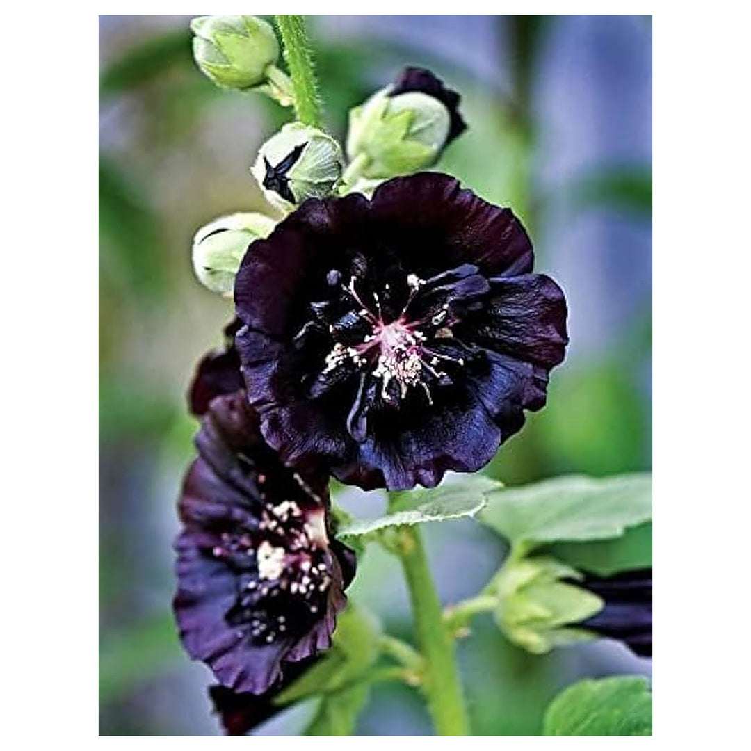 Happy Lights Mallow Mg Biennial Flower Garden Landscaping Flower Seeds Home Garden | Neera Seeds product photo [neera-v4-d8449fbecfa0d504c707]