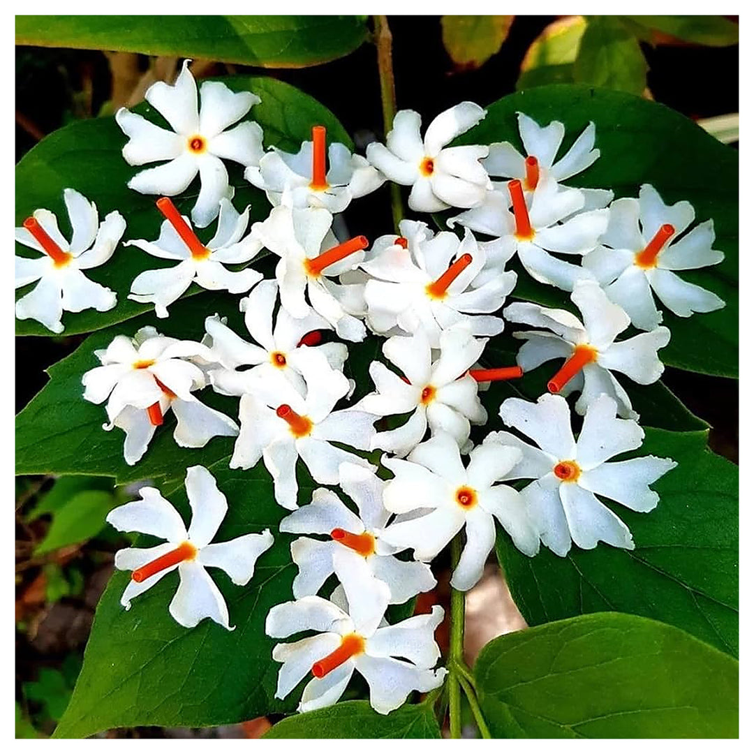 Harsingar Nyctanthes Arbor Tristis For Planting In Home Garden Flower Seeds for Home Garden | Neera Seeds product photo [neera-v4-d85243ec1fcbbbea283e]