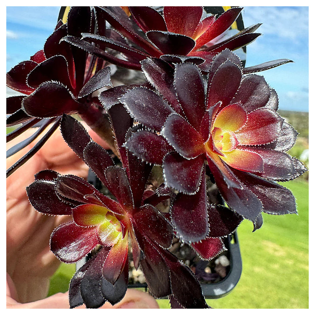 Heirloom Arboreum Flower Seeds, Non-GMO Hardy Shrub Blooms for Ornamental Garden Planting | Neera Seeds product photo [neera-v4-d8599e30a73250102ad6]
