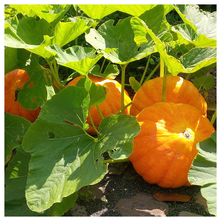 Giant Pumpkin Growing Large Pumpkins In Your Garden Or Patch Flower Seeds Home Garden | Neera Seeds product photo [neera-v4-d8657be25cc8640a76a7]
