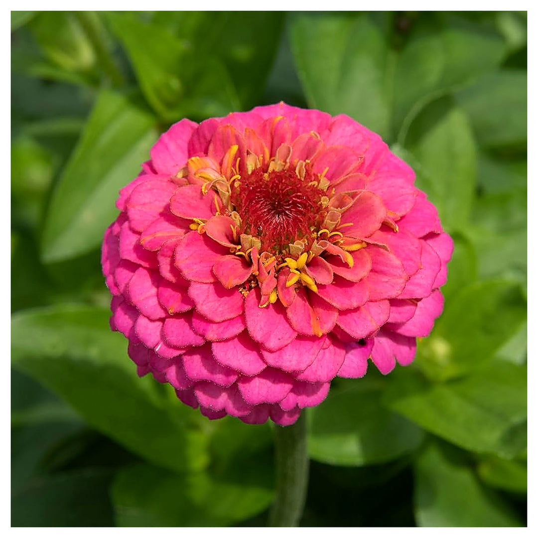 Deep Pink Zinnia Elegans Flower Seeds for Planting – Vibrant, Heirloom, Non-GMO, High Germination Organic Garden Se | Neera Seeds product photo [neera-v4-d86781b296c623ba68a5]