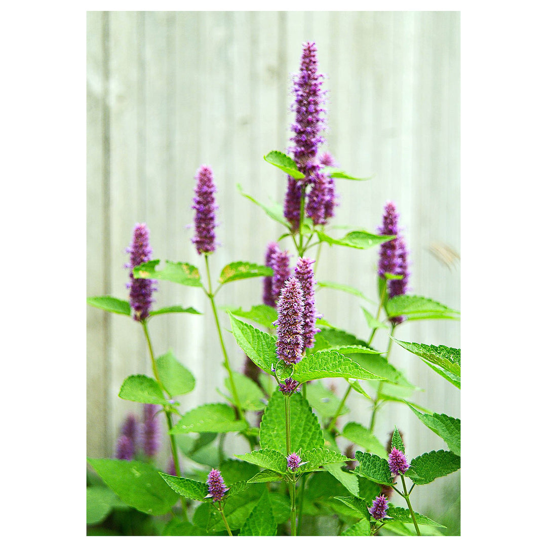Giant Anise Hyssop Flower Seeds – Heirloom, Non-GMO Herb Seeds for Pollinator-Friendly Planting | Neera Seeds product photo [neera-v4-d883e35c4e829942ac85]