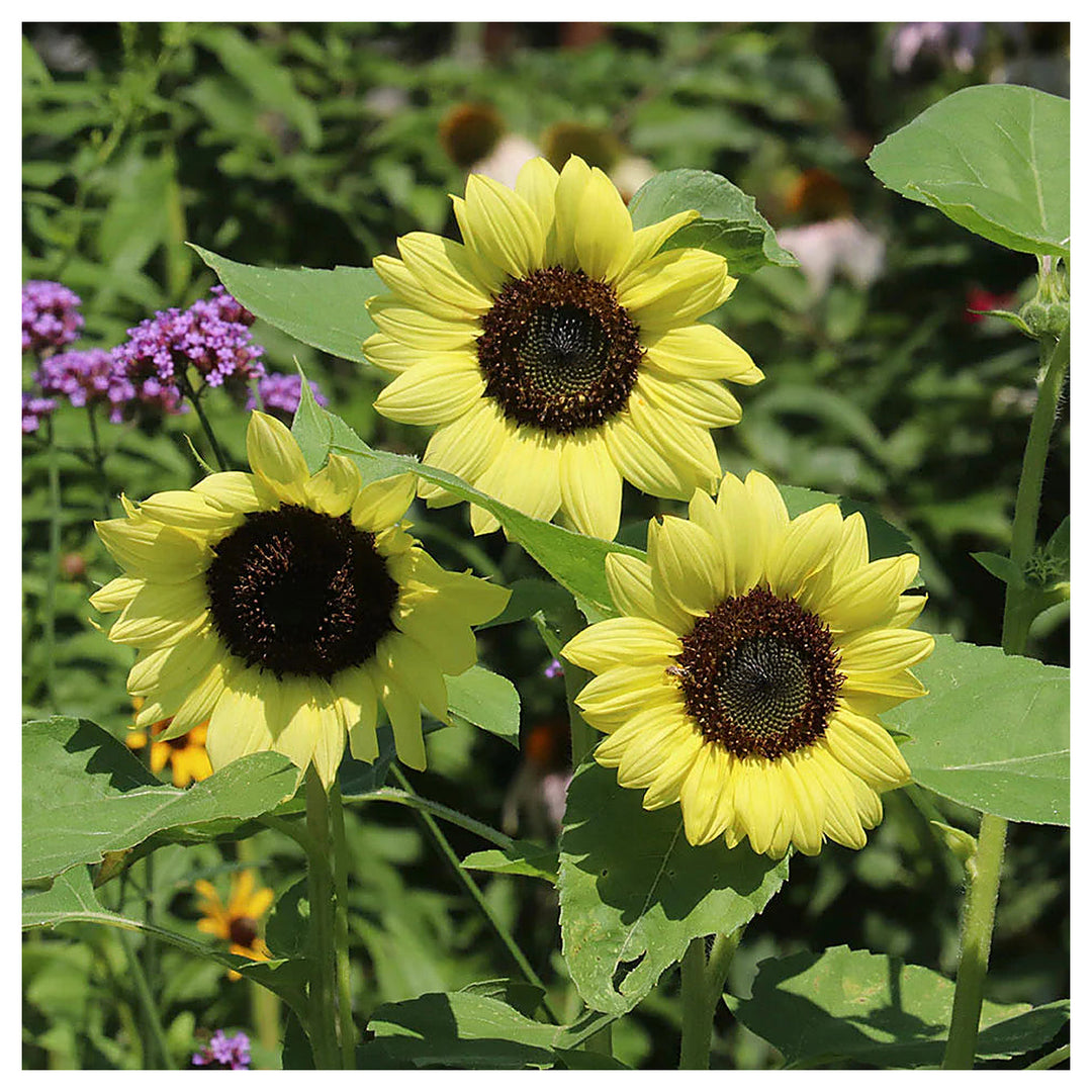 Light Yellow Sunflower Seeds – Heirloom, Non-GMO Flower Seeds for Planting Bright Blooms | Neera Seeds product photo [neera-v4-d8a55d42a6122f8e2404]