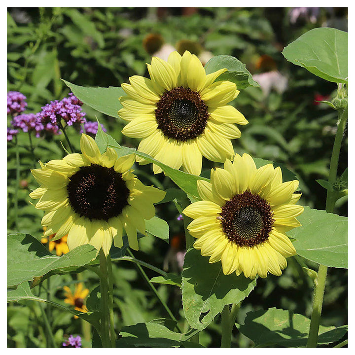 Light Yellow Sunflower Seeds – Heirloom, Non-GMO Flower Seeds for Planting Bright Blooms | Neera Seeds product photo [neera-v4-d8a55d42a6122f8e2404]