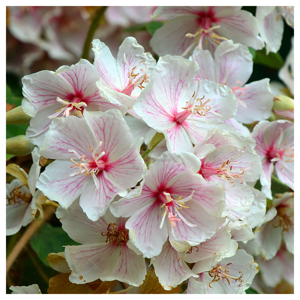 Dombeya Burgessiae Flower Seeds for Planting, NON GMO Seeds | Neera Seeds product photo [neera-v4-d8a7054d645d1389de25]