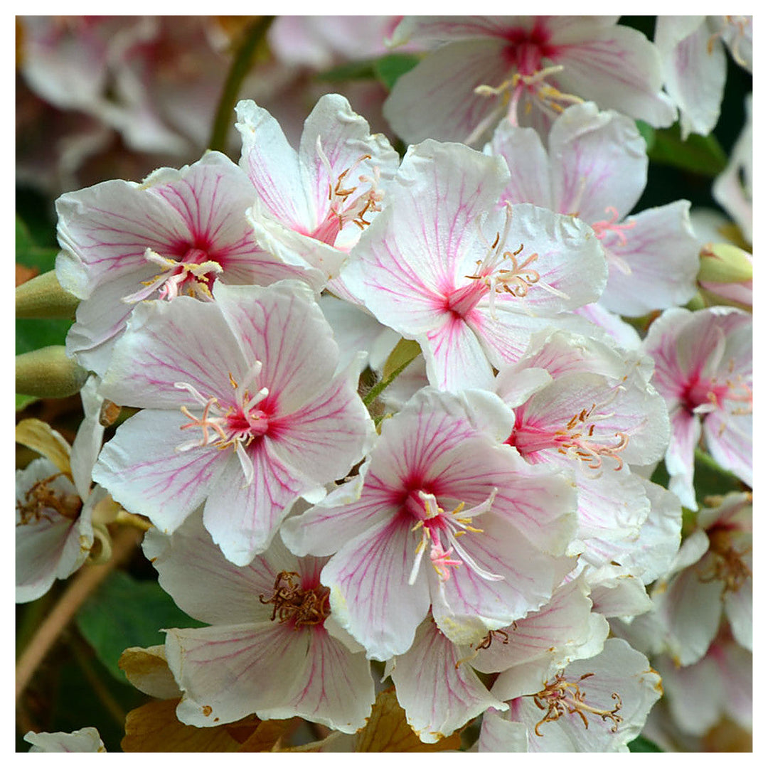 Dombeya Burgessiae Flower Seeds for Planting, NON GMO Seeds | Neera Seeds product photo [neera-v4-d8a7054d645d1389de25]