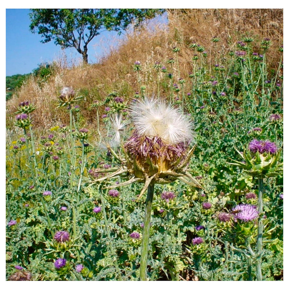 Milk Thistle Seeds (Silybum marianum) for Planting – Heirloom, Non-GMO Medicinal Herb for Liver Support & Pollinato | Neera Seeds product photo [neera-v4-d8b0ec690a80fc72744d]
