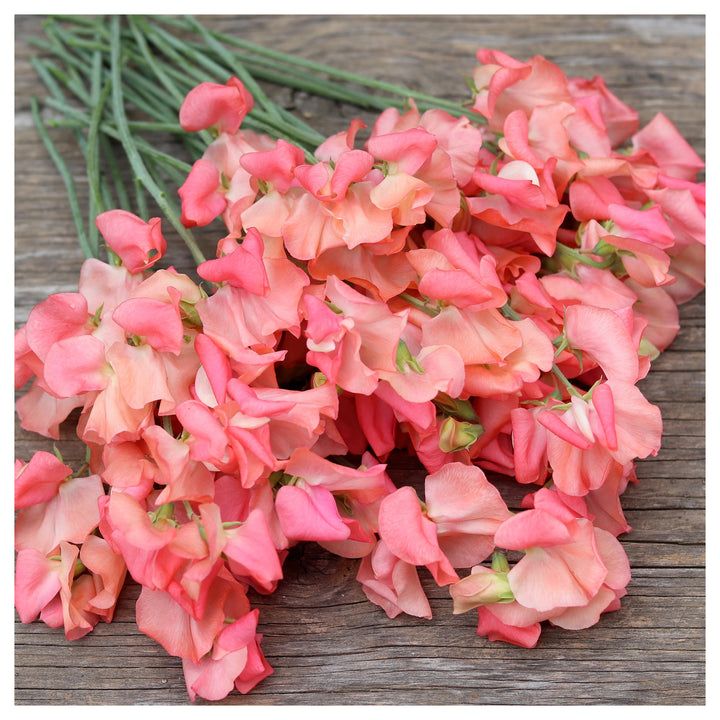 Sweet Pea Candyfloss Flower Seeds for Planting – Fragrant Climbing Blooms, Heirloom &amp; Non-GMO | Neera Seeds product photo [neera-v4-d8b19c63e705533d871e]