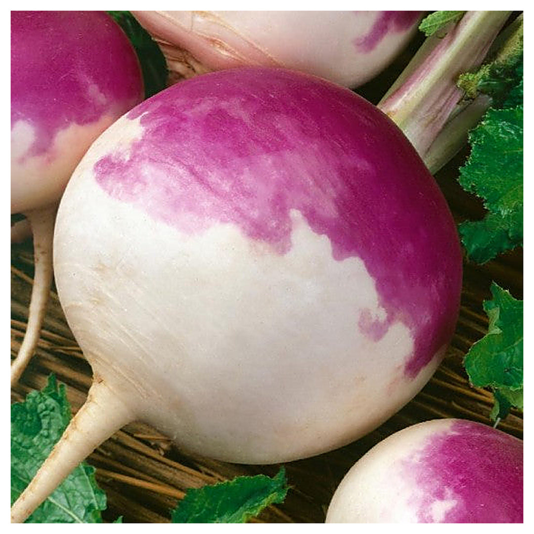 Turnip Purple Top Seeds – Heirloom, Fast-Growing, High Yield Vegetable Seeds for Home Garden | Neera Seeds product photo [neera-v4-d8b39aa5363b53222a28]