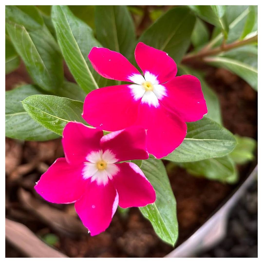 Dark Pink Vinca Flower Seeds – Heirloom Non-GMO High Germination Organic Garden Seeds for Planting | Neera Seeds product photo [neera-v4-d8c33b7b873b241b525b]
