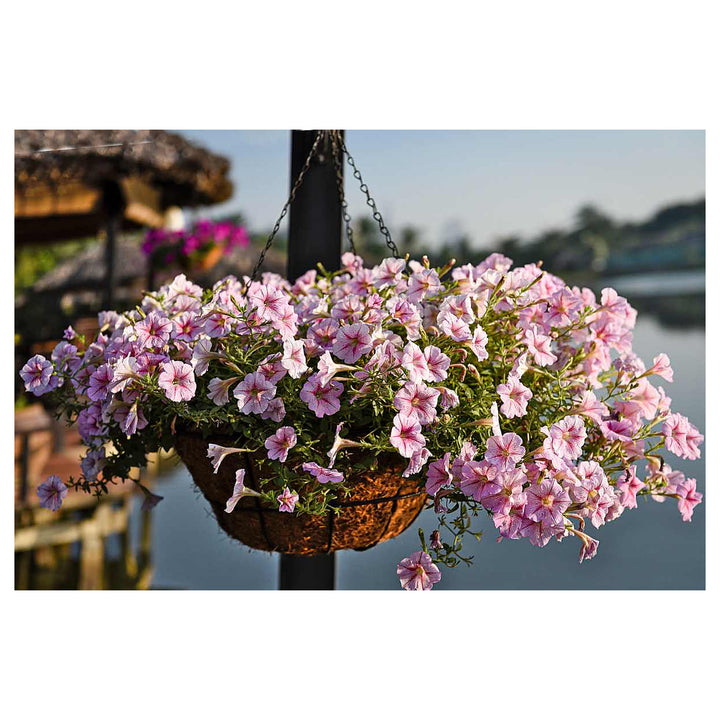 Surfinia Flower Seeds for Planting – Heirloom, Non-GMO, High Germination Vibrant Garden Blooms | Neera Seeds product photo [neera-v4-d8d2c76341b81801b856]