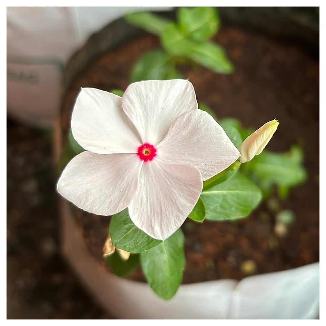 White Vinca Rosea Plant Seeds for Planting – Heirloom Non-GMO Organic Garden Seeds, High Germination | Neera Seeds product photo [neera-v4-d8d50589c2a0488279c2]