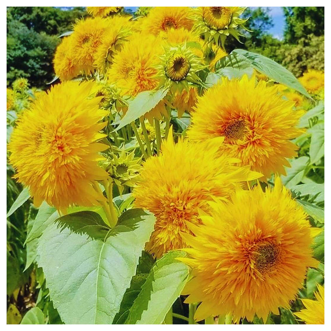Yellow Teddy Sunflower Seeds for Planting | Heirloom Non-GMO High Germination Organic Garden Seeds | Neera Seeds product photo [neera-v4-d8ea27566c79ddba2b9a]