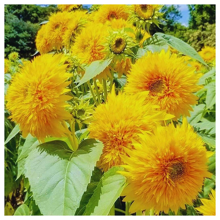 Yellow Teddy Sunflower Seeds for Planting | Heirloom Non-GMO High Germination Organic Garden Seeds | Neera Seeds product photo [neera-v4-d8ea27566c79ddba2b9a]