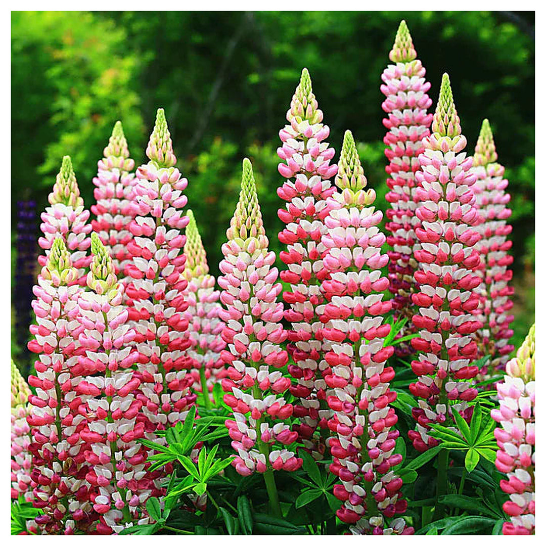 Russell Lupine Chatelaine Flower Seeds for Planting | Heirloom Non-GMO High Germination Organic Garden Seeds | Neera Seeds product photo [neera-v4-d8f27c3125afeb375f50]