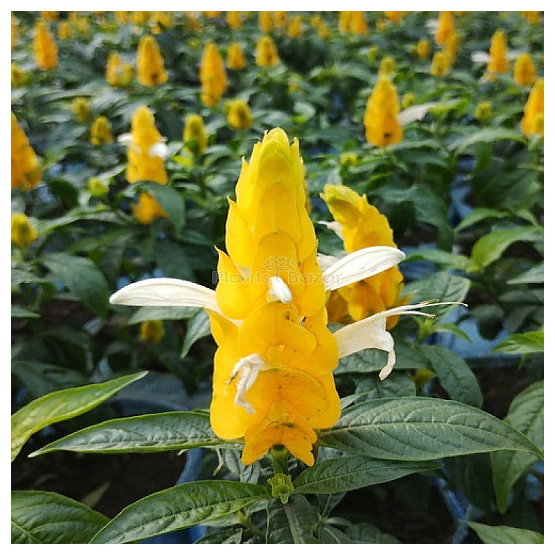 Yellow Crossandra Flower Seeds for Planting – Heirloom, Non-GMO, High Germination Organic Garden Seeds | Neera Seeds product photo [neera-v4-d8f780cd11c03040805e]