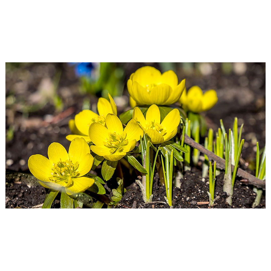 Fresh Winterling Flower Seeds for Planting – Heirloom, Non-GMO, High Germination Organic Garden Seeds | Neera Seeds product photo [neera-v4-d901202a91104c4e39a7]