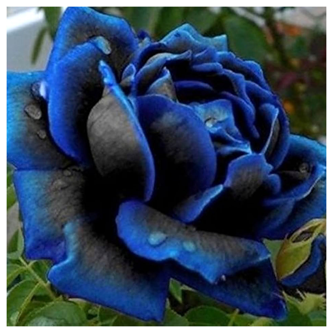 Rose Rosa Hybrida Midnight Flower For Planting Deep Dark Blooms For Ornamental Gardens Bouquets | Neera Seeds product photo [neera-v4-d901d18fb360e73c712c]