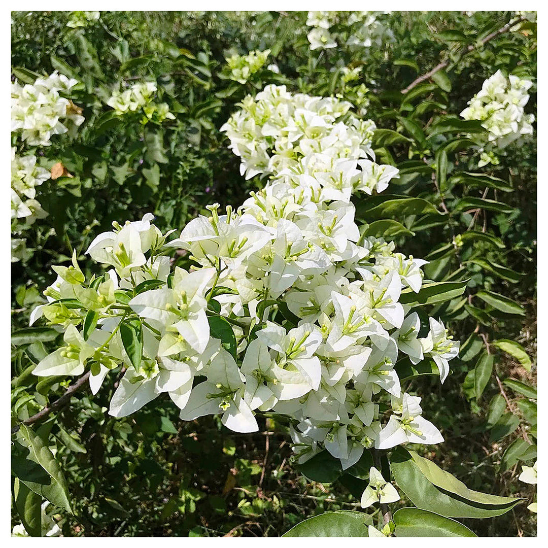 White Cascade Bougainvillea Seeds for Planting – Heirloom Non-GMO High Germination Organic Garden Seeds | Neera Seeds product photo [neera-v4-d9027cf649761de5d4f4]