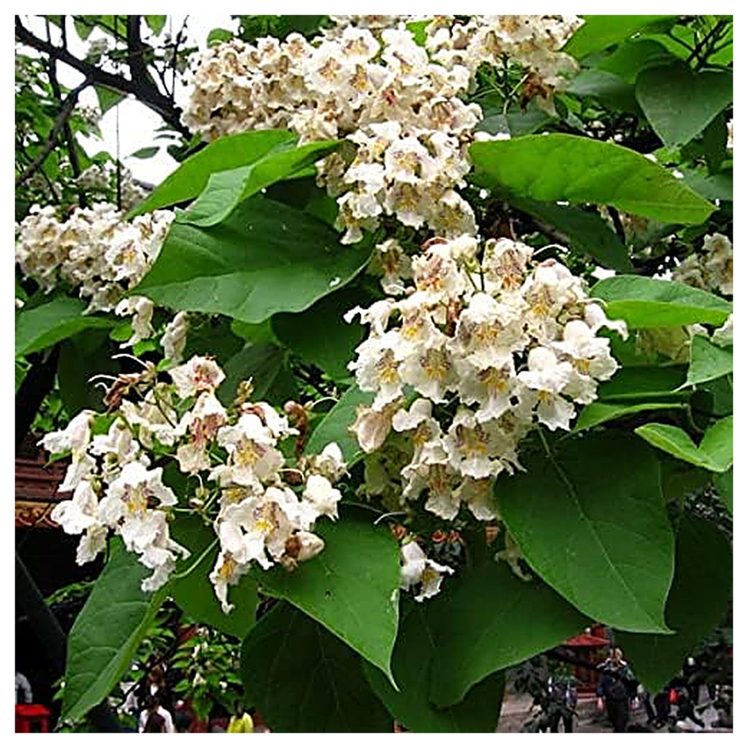 Heirloom Non-GMO Catalpa Flower Seeds for Planting – Ornamental Shade Tree with Fragrant Blooms | Neera Seeds product photo [neera-v4-d909fd0e4d6ff8e417cb]