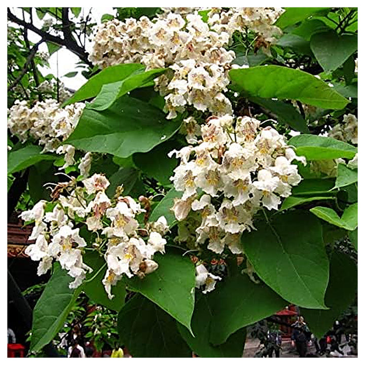 Heirloom Non-GMO Catalpa Flower Seeds for Planting – Ornamental Shade Tree with Fragrant Blooms | Neera Seeds product photo [neera-v4-d909fd0e4d6ff8e417cb]