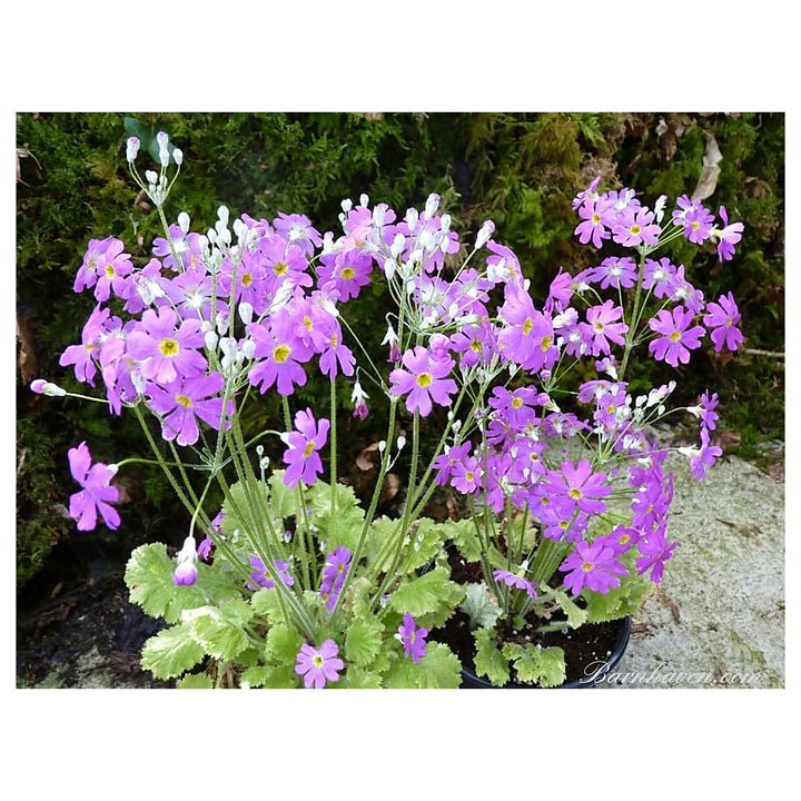 Lavender Primula Malacoides Flower Seeds – Heirloom Non-GMO High Germination Organic Garden Seeds for Planting | Neera Seeds product photo [neera-v4-d9202ab90aebe68ec0db]