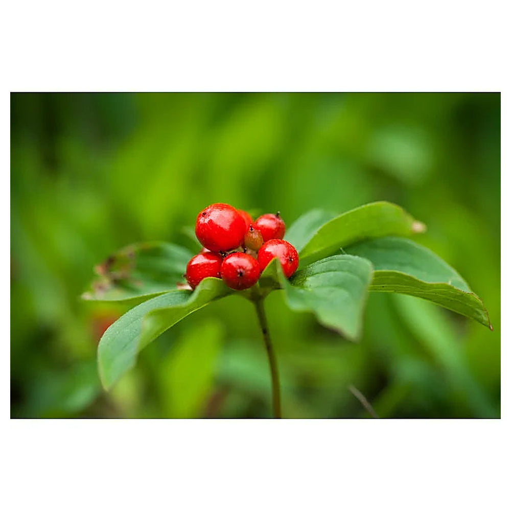 Heirloom Bunchberry Plant Seeds – Non-GMO Creeping Groundcover for Shade Gardens, Organic Garden Seeds with High Ge | Neera Seeds product photo [neera-v4-d9208fe9bf3a458bf7ba]