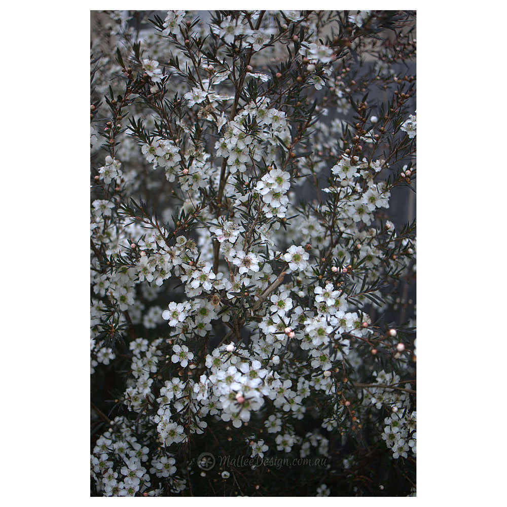 Heirloom Non-GMO Leptospermum Flower Seeds – High Germination Organic Garden Seeds for Tea Tree Blooms | Neera Seeds product photo [neera-v4-d92b10dd95b9870b6119]