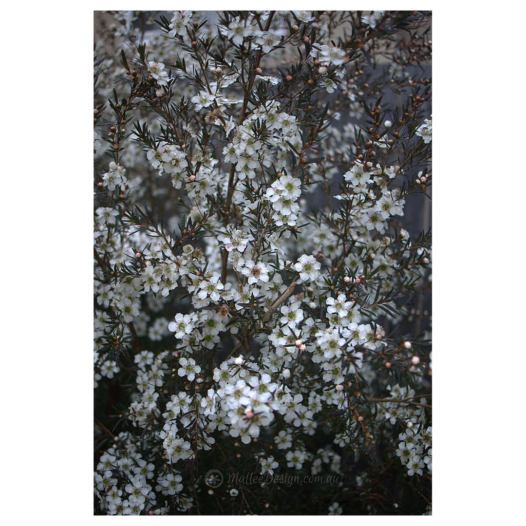 Heirloom Non-GMO Leptospermum Flower Seeds – High Germination Organic Garden Seeds for Tea Tree Blooms | Neera Seeds product photo [neera-v4-d92b10dd95b9870b6119]