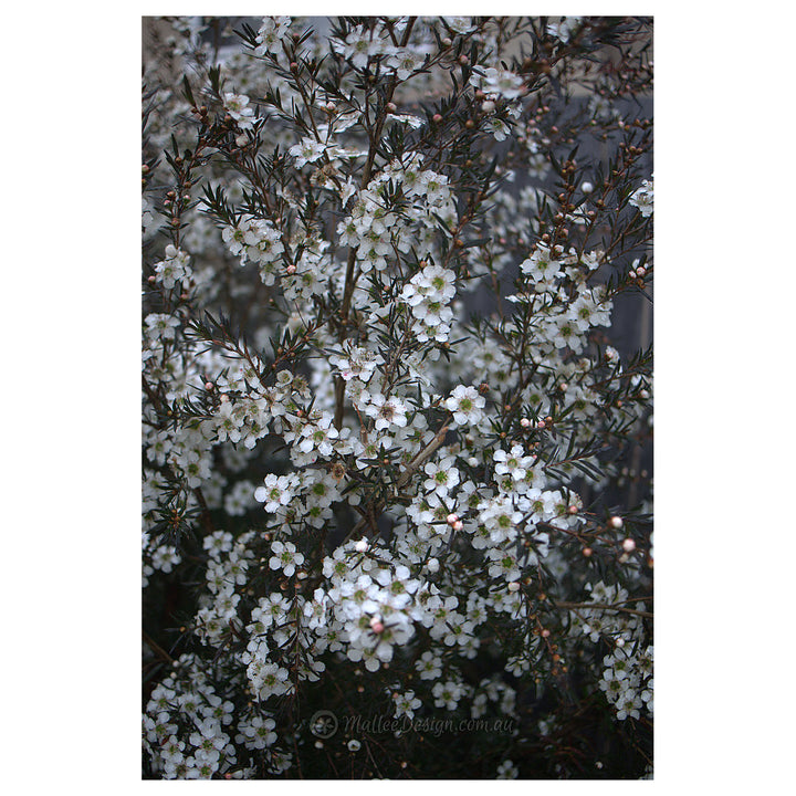 Heirloom Non-GMO Leptospermum Flower Seeds – High Germination Organic Garden Seeds for Tea Tree Blooms | Neera Seeds product photo [neera-v4-d92b10dd95b9870b6119]