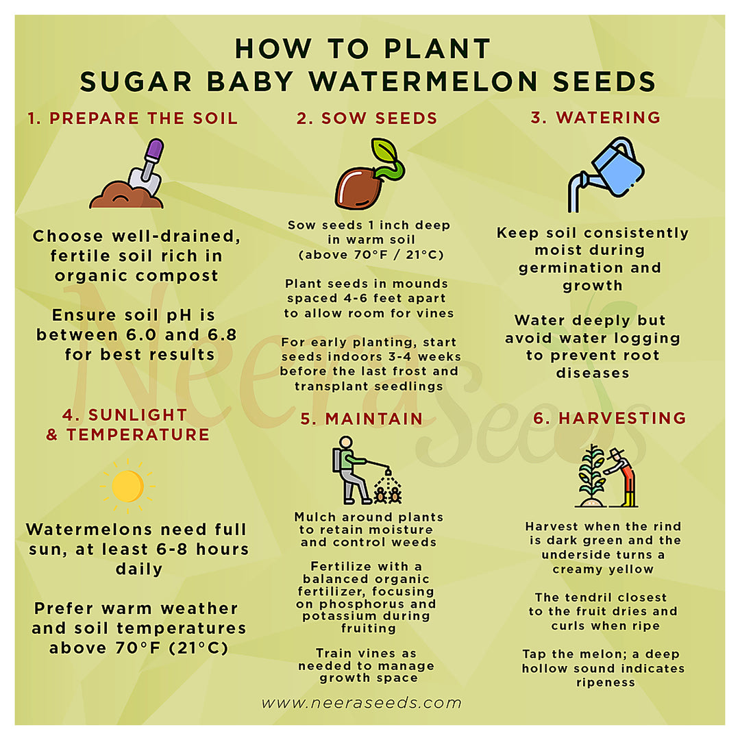 Sugar Baby Watermelon Seeds for Planting – Heirloom, Non-GMO, Sweet Mini Melons for Home Gardens | Neera Seeds product photo [neera-v4-d93ccbdb4cee96227f5a]
