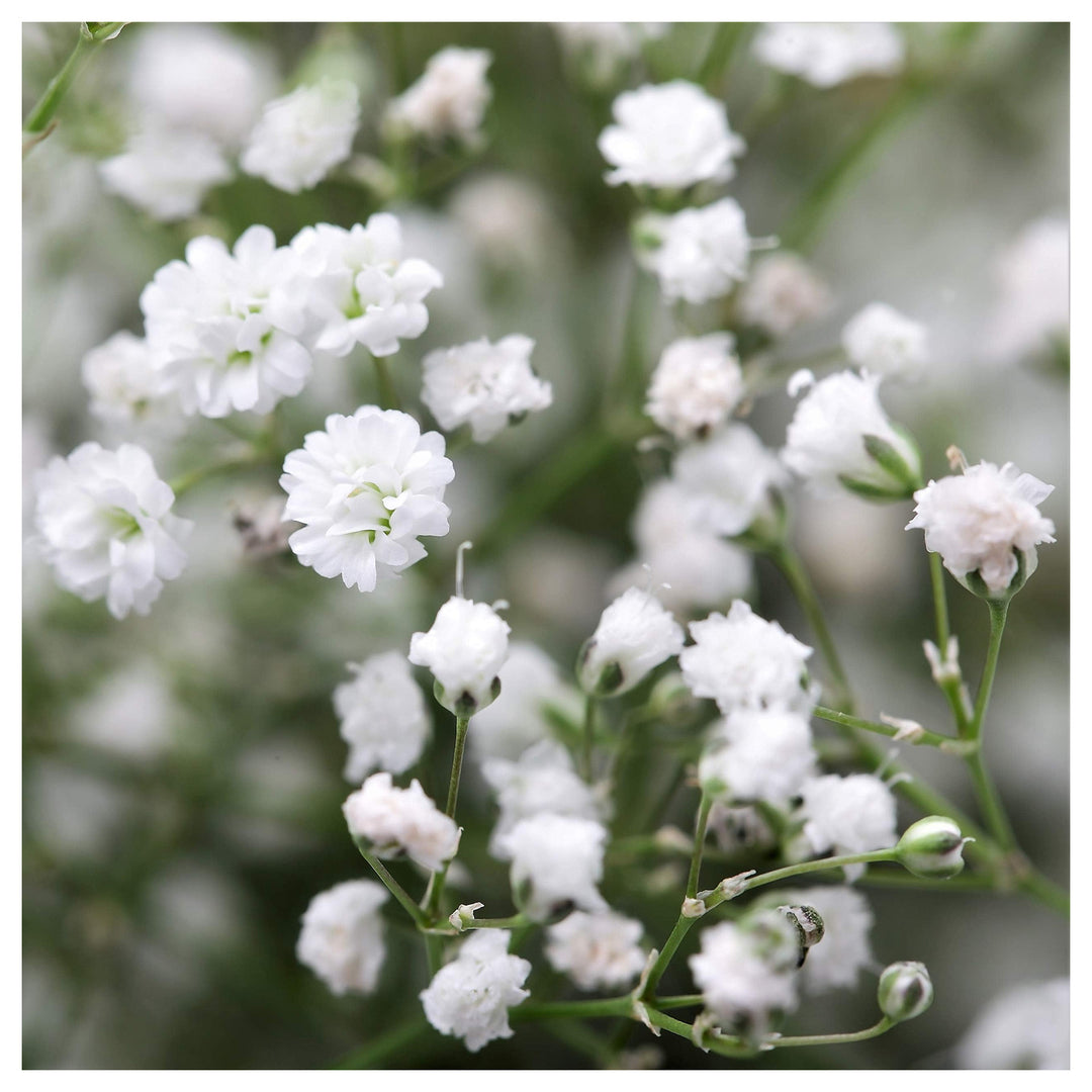 Happy Farm Gypsophila Sky Stars Semi Hybrid Perennial Flower Landscaping Flower Seeds Home | Neera Seeds product photo [neera-v4-d93dba730d25100932fa]