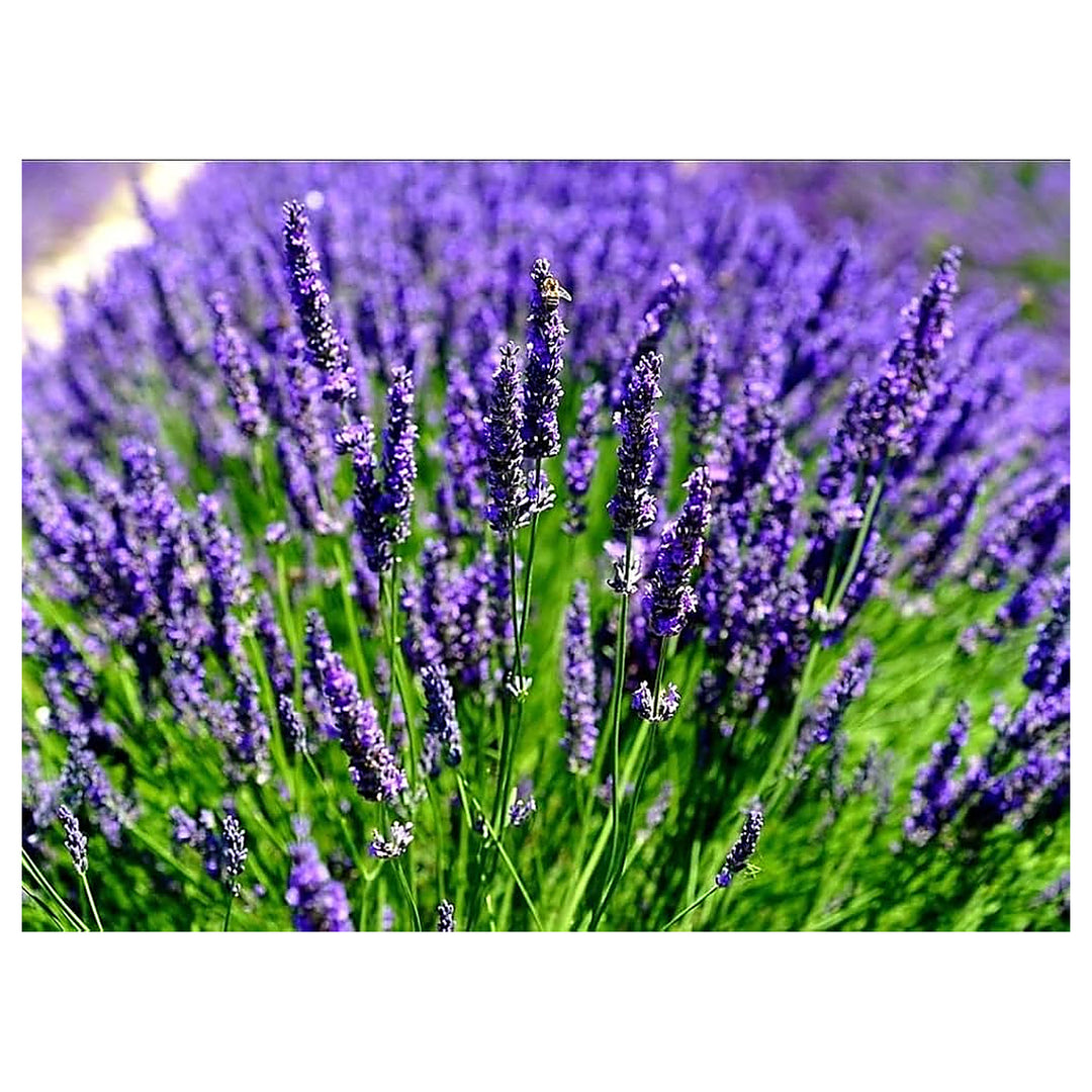 Lavender French Provence Lavandula Angustifolia Planting Home Garden And Flower Bed Flower | Neera Seeds product photo [neera-v4-d9428c21ad34df1078f0]