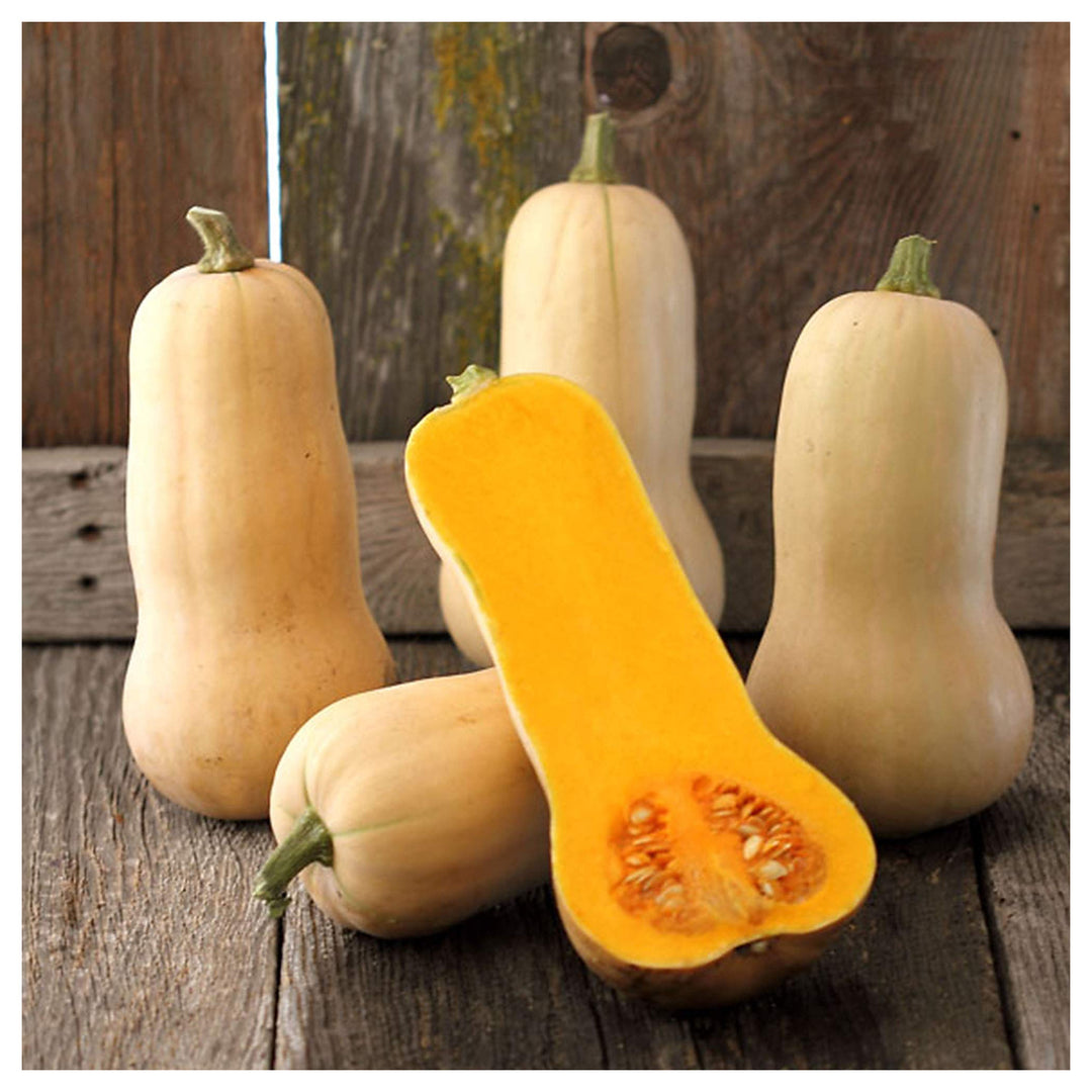 Buttercup Squash Planting Waltham Butternut Organic Heirloom Non Gmo Flower Seeds Home | Neera Seeds product photo [neera-v4-d943682d56051b6241eb]