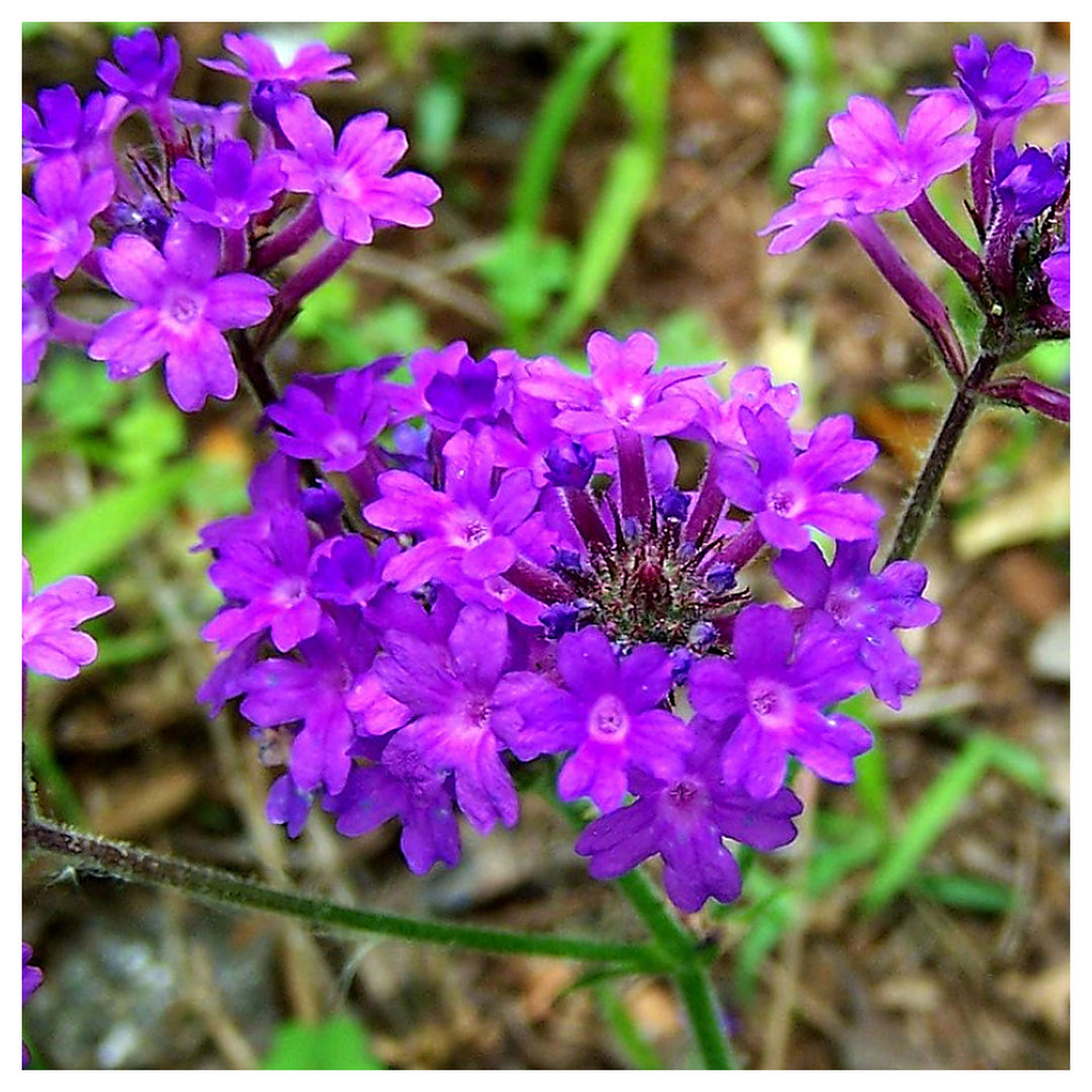 Organic Violet Moss Verbena Flower Seeds for Planting – Heirloom Non-GMO High Germination Garden Seeds | Neera Seeds product photo [neera-v4-d9449022ea2c0b24ff99]