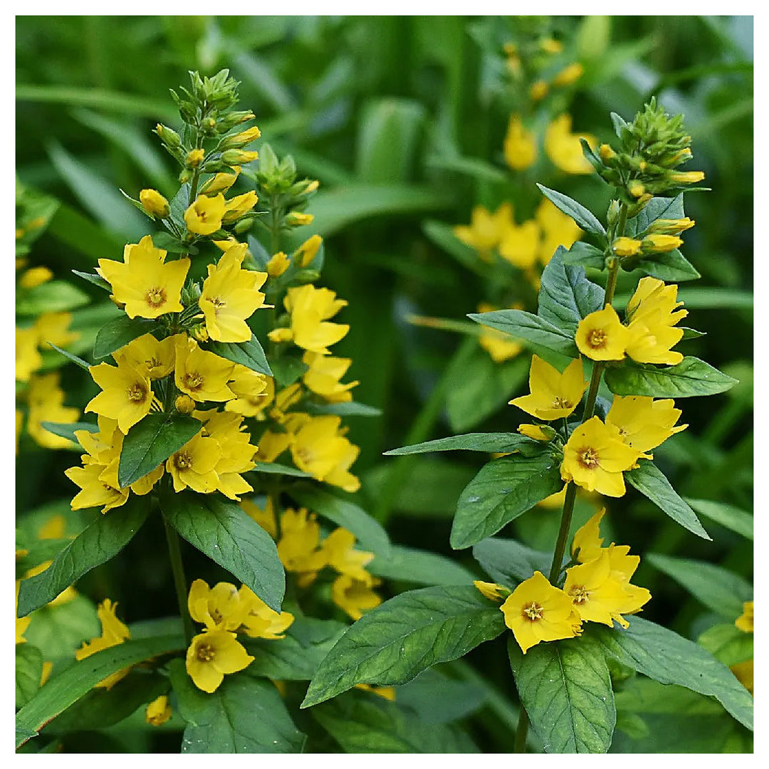 Heirloom Non-GMO Lysimachus Punctata Flower Seeds for Garden Planting – Bright Yellow Perennial Blooms | Neera Seeds product photo [neera-v4-d964fe8c429dbdecd9da]