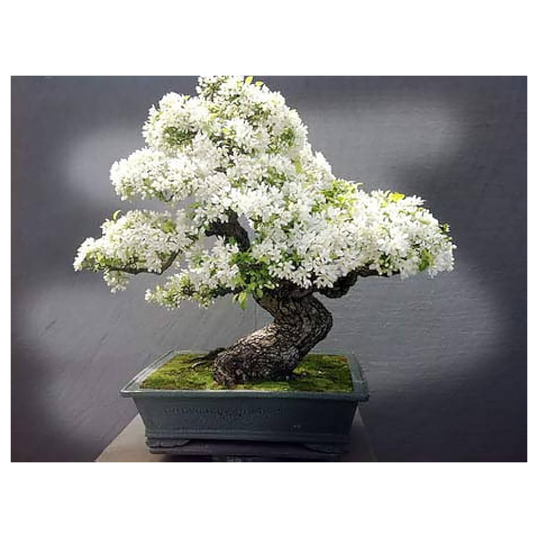 White Simsii Bonsai Flower Seeds – Heirloom Non-GMO High Germination Organic Garden Seeds for Planting | Neera Seeds product photo [neera-v4-d96696edaeef9dd6bfd7]