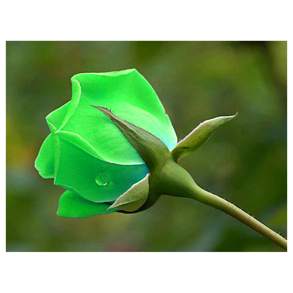 Green Dragon Rose Plant Seeds for Planting – Heirloom & Non-GMO Organic Garden Seeds | Neera Seeds product photo [neera-v4-d971d3eb5e95b9c907e9]