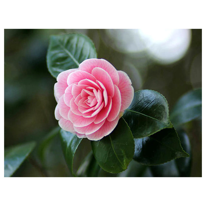 Heirloom Non-GMO Japanese Camellia Flower Seeds for Planting – Elegant Ornamental Garden Blooms | Neera Seeds product photo [neera-v4-d977f495a8f6f55b4e8a]
