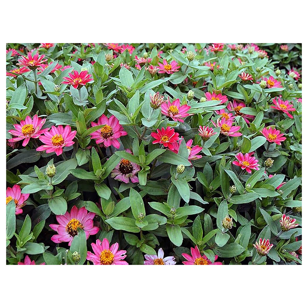 Zinnia Zinnia Elegans For Planting In Flower Bed Flower Seeds for Home Garden Planting, Decorative | Neera Seeds product photo [neera-v4-d97dfb1d9827e07c6c3c]