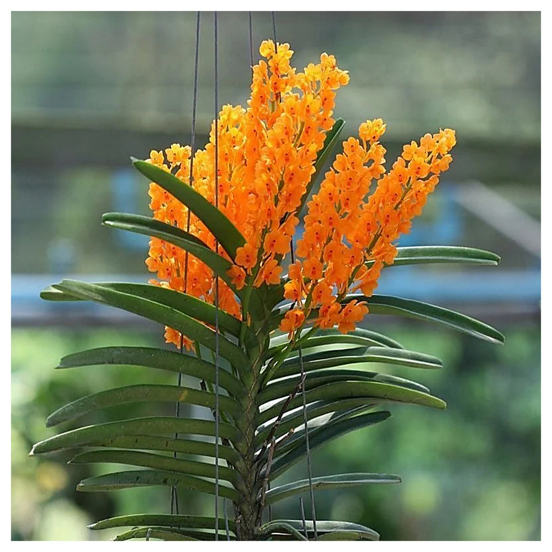 Light Yellow Ascocentrum Flower Seeds for Planting – Heirloom, Non-GMO, High Germination Organic Garden Seeds | Neera Seeds product photo [neera-v4-d9809a7c9ea4ba2331e3]