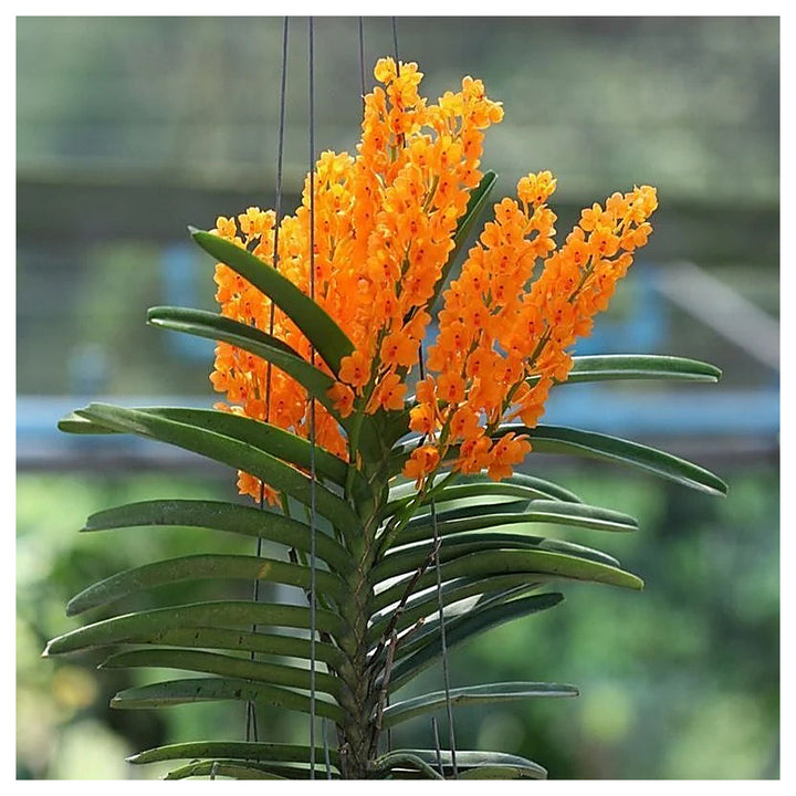 Light Yellow Ascocentrum Flower Seeds for Planting – Heirloom, Non-GMO, High Germination Organic Garden Seeds | Neera Seeds product photo [neera-v4-d9809a7c9ea4ba2331e3]