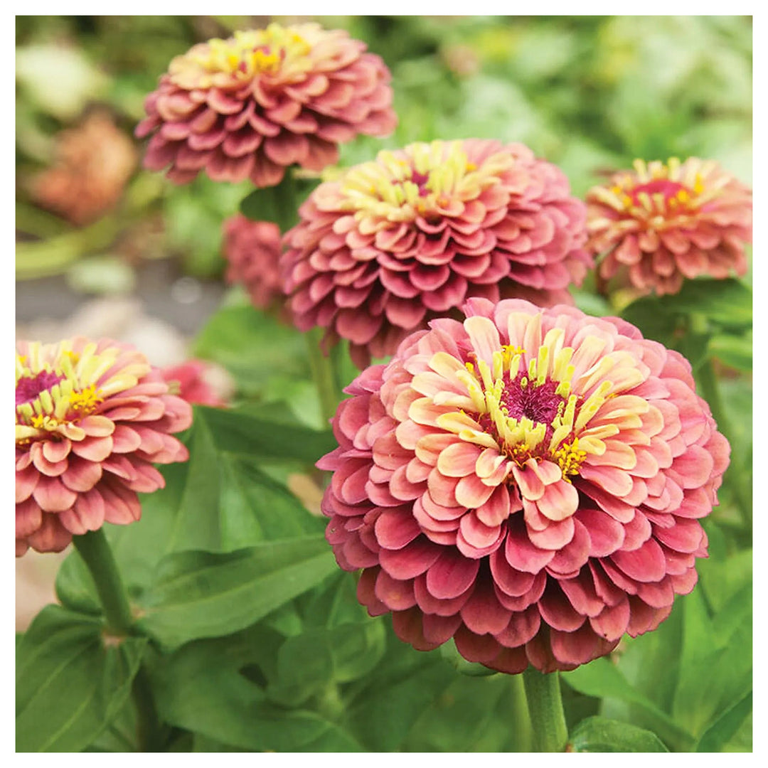 Queeny Lime Red Zinnia Flower Seeds – Vibrant, Non-GMO, Heirloom, High Germination Organic Garden Seeds | Neera Seeds product photo [neera-v4-d9822f712fef6fa36628]