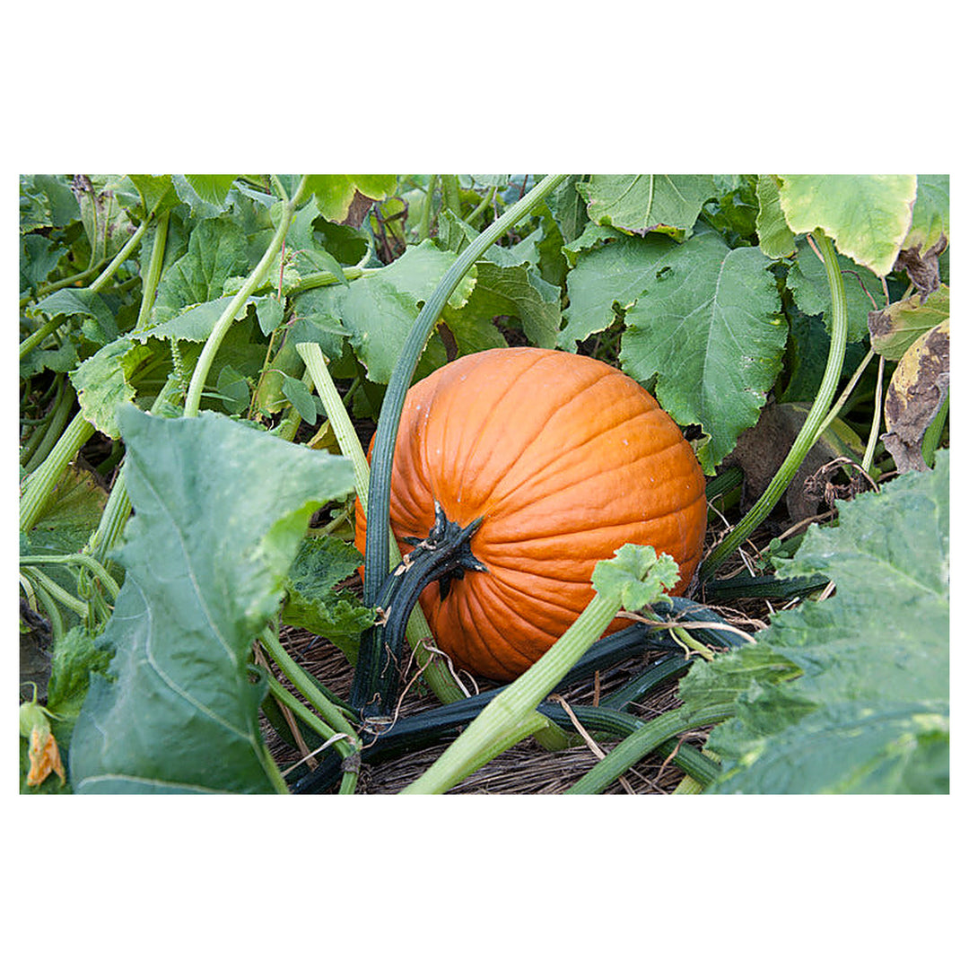 Jamaican Pumpkin Vegetable Seeds for Planting – Heirloom, GMO-Free, Organic Garden Seeds | Neera Seeds product photo [neera-v4-d984fceb1e55f28b8a36]