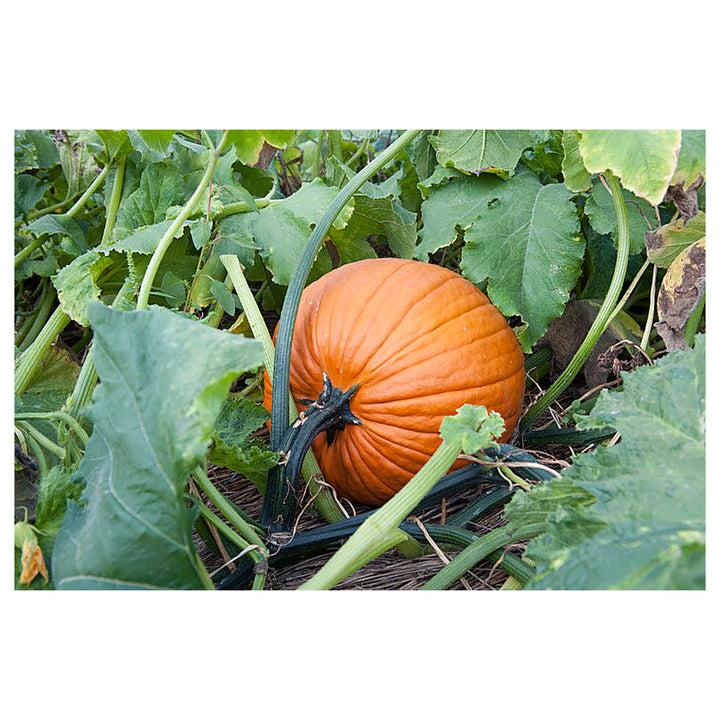 Jamaican Pumpkin Vegetable Seeds for Planting – Heirloom, GMO-Free, Organic Garden Seeds | Neera Seeds product photo [neera-v4-d984fceb1e55f28b8a36]