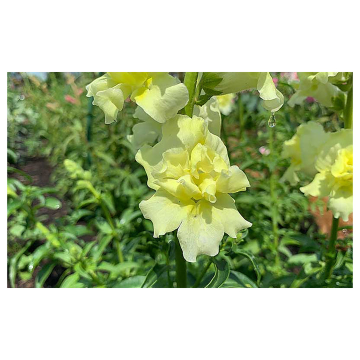Lemon Sherbet Snapdragon Seeds for Planting – Heirloom, Non-GMO, High Germination Garden Flowers | Neera Seeds product photo [neera-v4-d989ab4893cae589c59b]