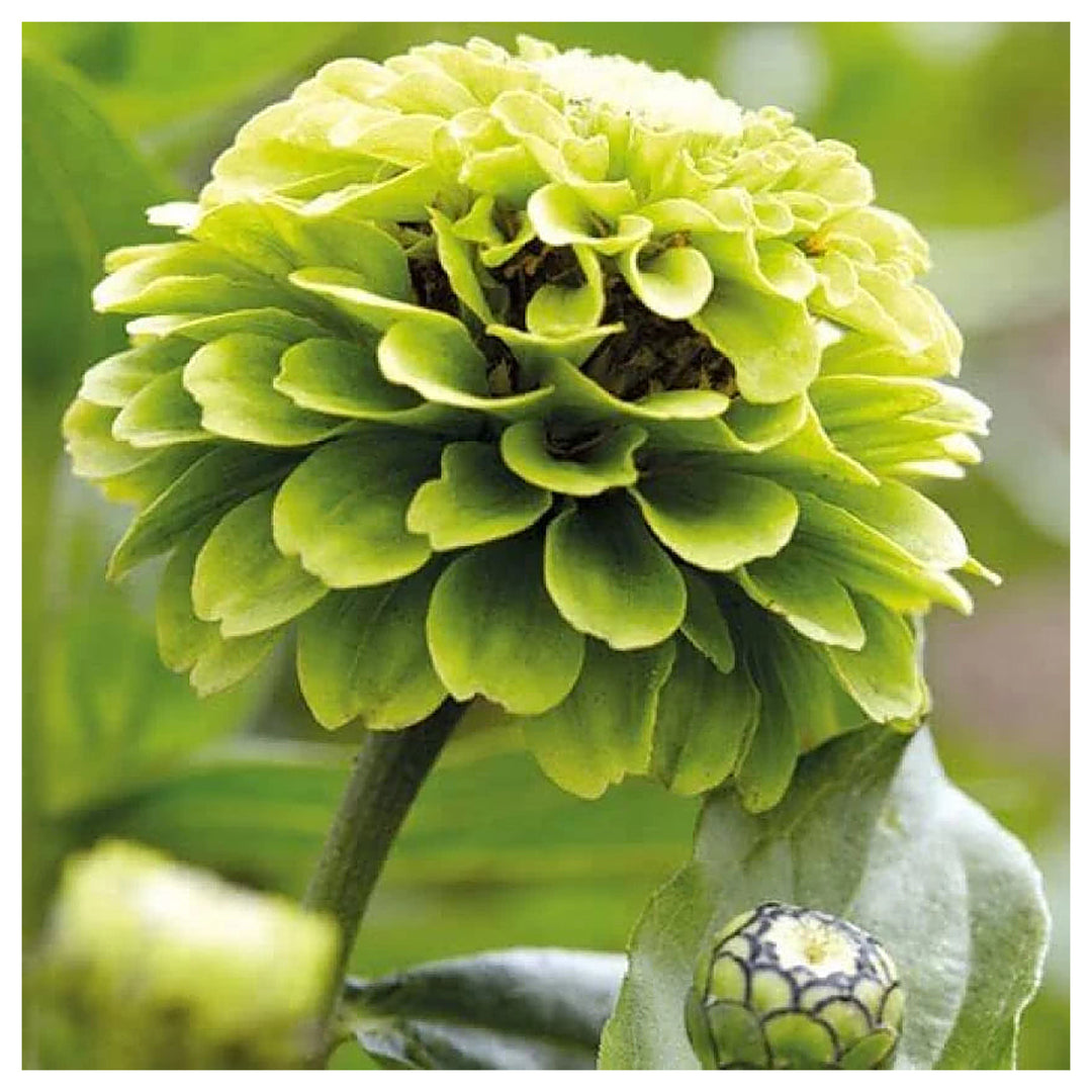 Envy Zinnia Flower Seeds for Planting – Heirloom, Non-GMO, High Germination Organic Garden Seeds | Neera Seeds product photo [neera-v4-d98e78a2c493372be2c4]